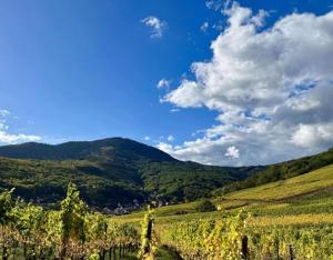 a green hillside with a blue sky and clouds at Chambre du Vignoble - À l'Ancien Hôtel de Reichsfeld in Reichsfeld