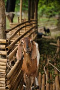 eine Ziege, die neben einem Holzzaun steht in der Unterkunft Mawun Valley Farmstays in Mangkung