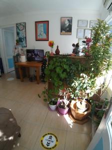 a living room filled with lots of potted plants at Beyaz Apart Pansiyon in Çeşme