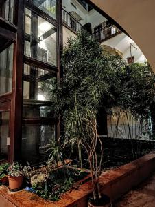 a group of potted plants in front of a building at Antica Dimora DE FERRERA - Alghero in Alghero
