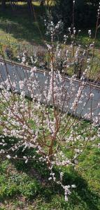 a tree with white flowers on it in the grass at La Fetuseria bistrot & camere in Senigallia