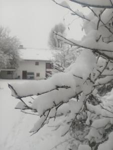 a tree covered in snow with a house in the background at Smocza Chata in Mirsk +1 photo