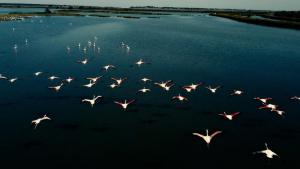a flock of birds flying over the water at Lodge Casonetto in Rosolina Mare +43 photos
