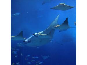 a group of sharks swimming in an aquarium at Condominium Resort Naha Living Inn Asahibashiekima - Vacation STAY 92450v in Naha