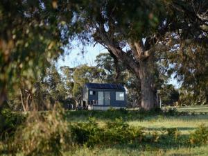 Pipers CreekDesigner Private Off Grid Cabin with Lake Access - Esti的田野里一棵树下的小房子