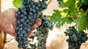 Galería fotográfica de Albergo 'La Vigna' en Procida
