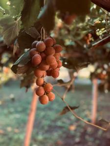 a bunch of red grapes hanging from a tree at Casa quinta soñada in Pocito
