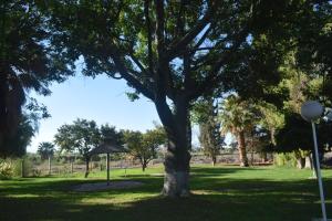 a tree in the middle of a grass field at Casa quinta soñada in Pocito +10 photos
