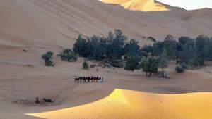 a group of people riding on a camel in the desert at Merzouga camelle trike bivoage in Merzouga