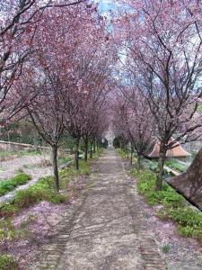 a path lined with trees with pink flowers on them at WELL-EQUIPPED STUDIO APT - WALK TO METRO SUBWAY in Washington, D.C.