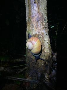 a snail sitting on the side of a tree at Sinharaja Green Villa Homestay in Deniyaya