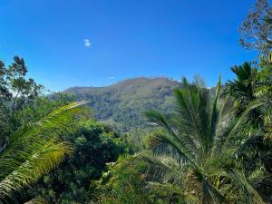 a mountain in the middle of a forest with palm trees at Misty View Inn in Ella