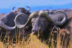 a herd of buffalo standing in the grass at Mara Nasila Safari Camp in Sekenani