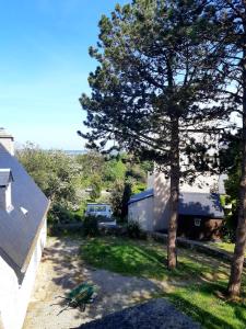 a green bird standing in the yard next to a tree at Calmos Cottage in Barneville-Carteret +7 photos