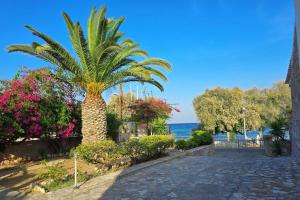 a palm tree on the side of a road at Villa Dolphin in Azolimnos Syros