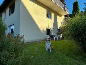 a dog standing in the grass in front of a house at Ferienwohnung am Romberg in Lohr
