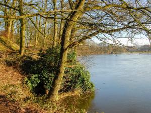 a tree sitting next to a body of water at South Lodge Cottage in Standish +3 photos