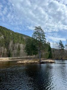 een boom op een eiland midden in een meer bij Sanda Camping og Hytteutleie in Øvrebø