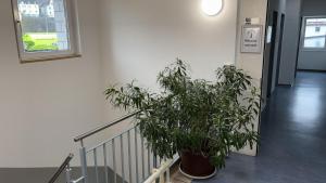 Foto sihtkohas Rorschach asuva majutusasutuse Herberge Seeperle Bistro Rorschach galeriist