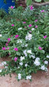 a group of pink and white flowers in a garden at Kitnet in Campo Grande
