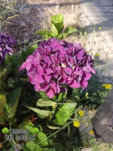 un mazzo di fiori viola in un giardino di Cabañas Dos Laureles a Coñaripe