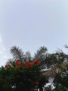 a palm tree with red flowers in the sky at Sítio Pand'Oro in Atibaia