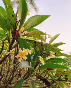 a tree with yellow flowers and green leaves at Sítio Pand'Oro in Atibaia