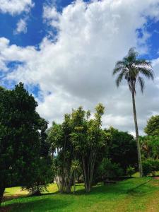 a group of palm trees in a park at Sítio Pand'Oro in Atibaia