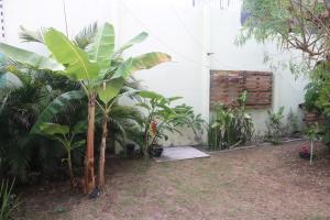 a courtyard with a bunch of plants in a building at A casa do lago in Aracaju +18 photos