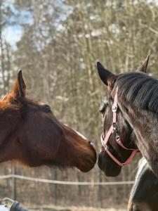 two horses are standing next to each other at Mongolische Jurte auf Landhof inmitten der Natur bei Lübeck in Selmsdorf
