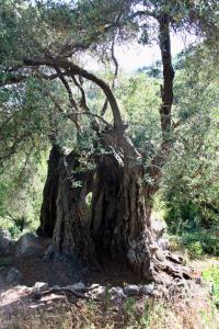 a close up of a tree in the woods at costa di sognu in Costa
