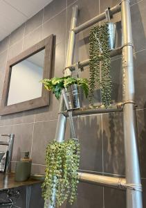 een plank met planten in de badkamer bij Gîte Petite Palette in Ribeauvillé