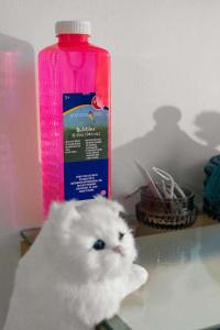 een witte kat naast een fles water bij Central Boston Bliss Family Haven Awaits in Boston