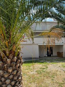 a palm tree in front of a house at Apartments Maja in Neum