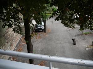 a black cat sitting in the middle of a street at Balkan-inn Skadarlija 2 apartment in Belgrade