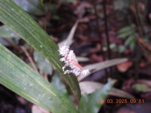 Billede fra billedgalleriet på Huellas en la Selva SAS ZOMAC i Villagarzón