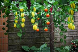 a retaining wall with tomatoes and peppers growing on it at Huangshan Chuyuyuan Manju Homestay in Huangshan