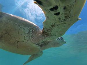 a green turtle swimming in the water at Turtle Point Homestay - BB, Fast Wi-Fi, AC in Batigama