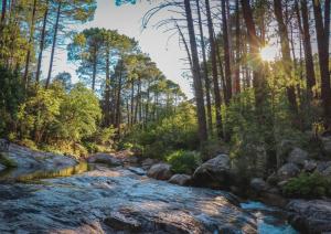 a stream in a forest with the sun shining through trees at Camping Mulinacciu in Lecci