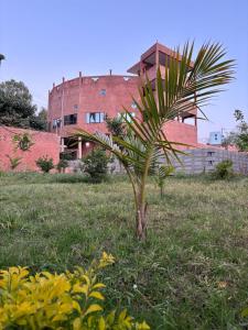 a palm tree in a field in front of a building at La ferme de babacar in Toubab Dialaw