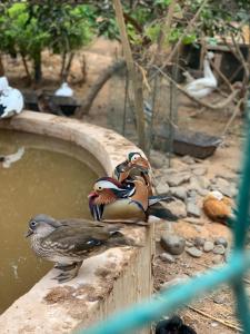 three birds sitting on the edge of a pool of water at La ferme de babacar in Toubab Dialaw