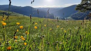 a field of flowers in a field with mountains at Grüner Baum Naturparkhotel & Schwarzwald-Restaurant in Todtnau +62 photos