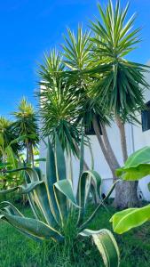 Κήπος έξω από το Soulbreeze Bungalows Kos, Haus 3