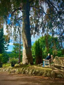 a man sitting on a bench under a tree at Loch Ness Lodge Hotel in Drumnadrochit +25 photos