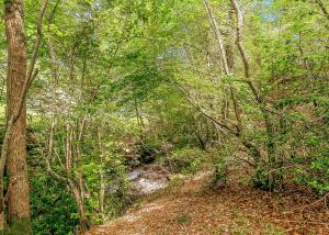 einen Feldweg in einem Waldgebiet mit Bäumen in der Unterkunft Nant-Y-Coed Lodges in Mochdre