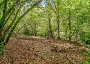 ein Waldgebiet mit Bäumen und einem Feldweg in der Unterkunft Nant-Y-Coed Lodges in Mochdre + 28 Fotos
