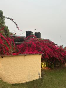 Ein Garten an der Unterkunft Hotel Tourist Residency