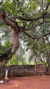 a tree leaning over a brick wall under a tree at Athichans Homestay in Kuzhittura