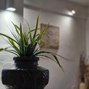 Ảnh trong thư viện ảnh của MARONIA Villa ở Marónia