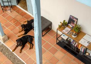 two dogs sitting on the floor in a living room at Hotel Casa Manoa Sesquile in Sesquilé